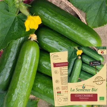 Graine :  Concombre Marketmore 