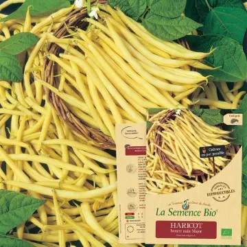 Graine :  Haricot beurre nain Major 