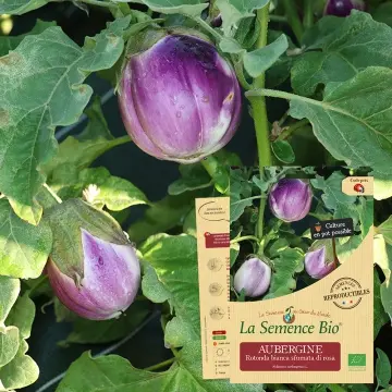 Graine :   Aubergine Rotonda bianca sfumata di rosa