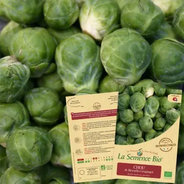Graine : Chou de Bruxelles Groninger