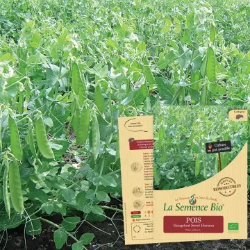 Graine : Pois Mangetout à rames Sweet horizon