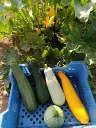Courgette - 400gr : Lauradis