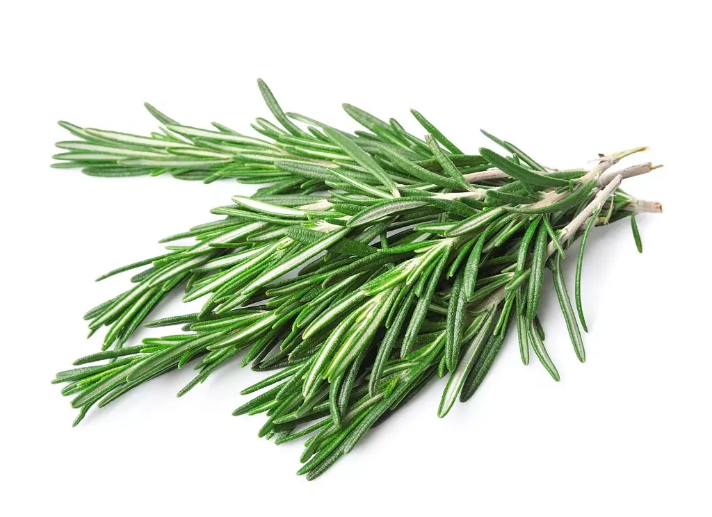 romarin frais: Lauradis
