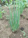 Oignon ciboule : botte : Lauradis