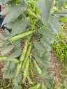 Fève des marais 500gr : Lauradis