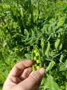 Petits pois 250gr : Lauradis
