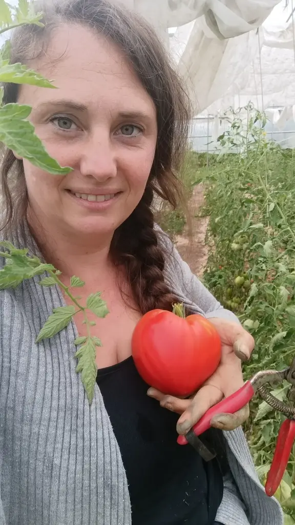 Tomate - 500gr : Lauradis