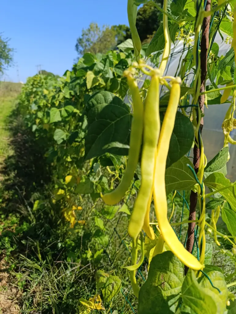 Haricot beurre plat : 250 gr : Lauradis