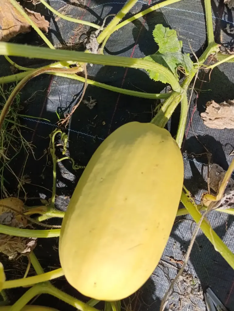 Courgette Spaghetti : Lauradis