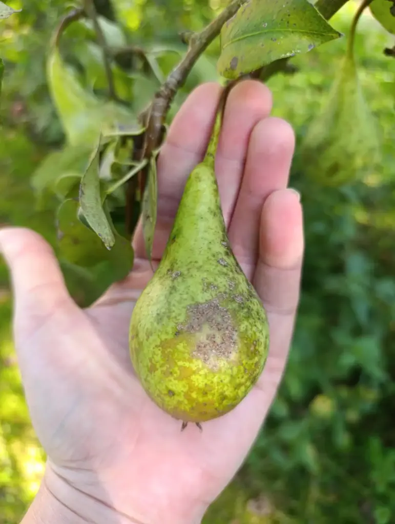 Poire - 250gr : Lauradis