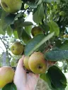 Pomme - 250gr : Lauradis