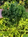 Chou kale: 500gr : Lauradis
