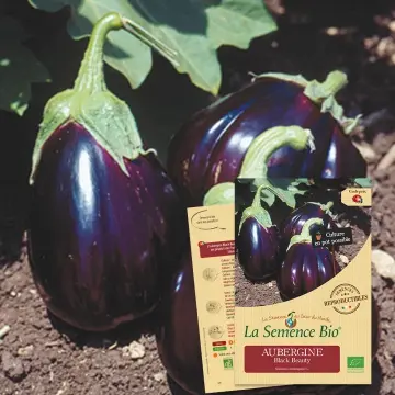 [SAC 364] Graine: Aubergine Black Beauty