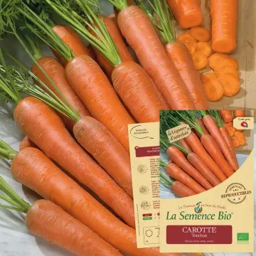[SAC 055] Graine : Carottes Touchon