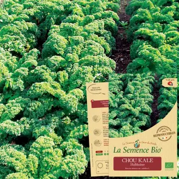 [SAC 113] Graine :  Chou Kale Halbhoher 