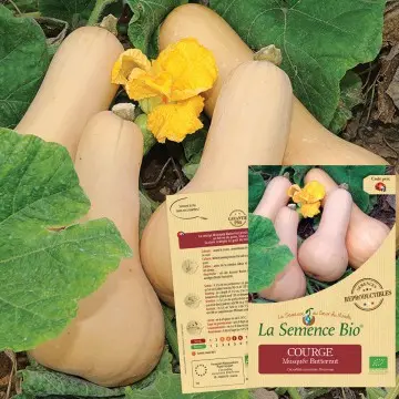 [SAC 067] Graine :  Courge Butternut