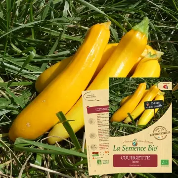 [SAC 097] Graine :  Courgette Jaune