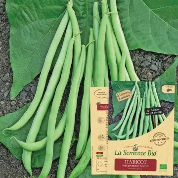 [SAC 158] Graine :  Haricot vert à rame Emerite 
