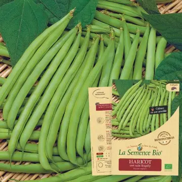 [SAC 209] Graine :  Haricot vert nain Rugally 