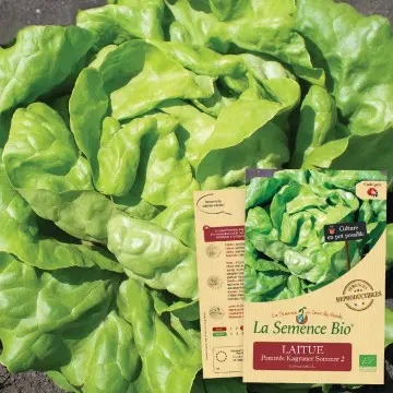 [SAC 205] Graine :  laitue pommée Kagraner sommer 2 
