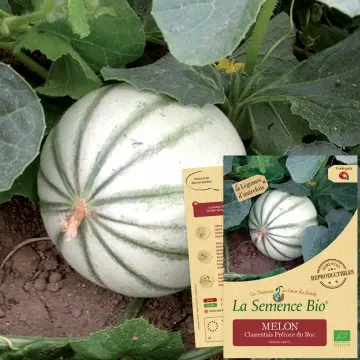 [SAC 049] Graine :  Melon Charentais superprécoce du Roc