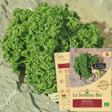 [SAC 034] Graine :  Persil frisé vert foncé