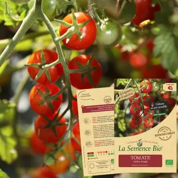 [SAC 017] Graine :  Tomate Cerise rouge
