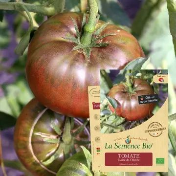 [SAC 074] Graine :  Tomate Noire de Crimée 