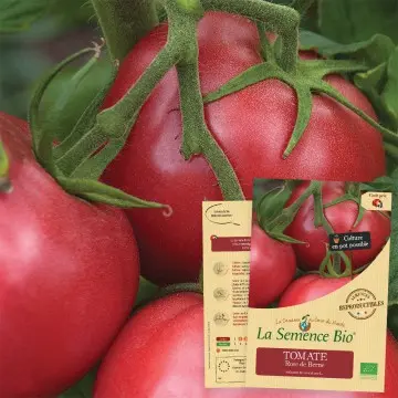 [SAC 140] Graine : Tomate Rose de Berne 