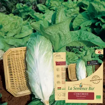 [SAC 307] Graine :  salade Chicoree Pain de sucre