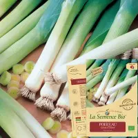 Graine :  Poireau Géant d'Hiver