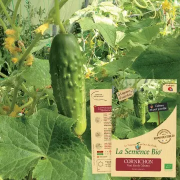 [SAC 303] Graine :   Cornichon Vert fin de Meaux