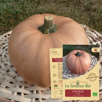 [SAC 182] Graine : Courge Carat