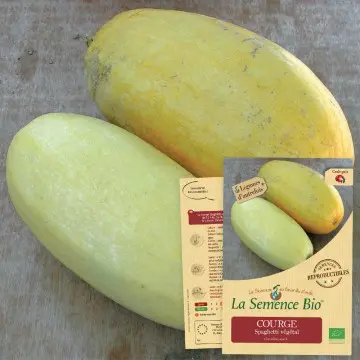 [SAC 217] Graine :   Courge Spaghetti végétal