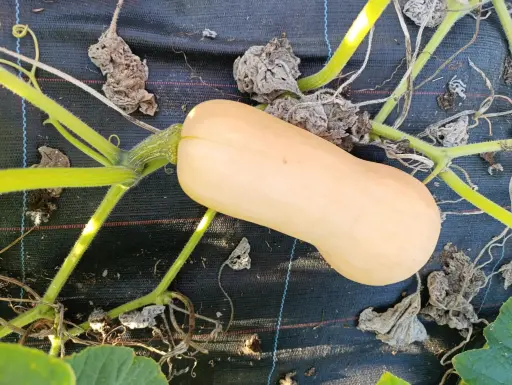 [27236] Butternut - Lauradis 1kg