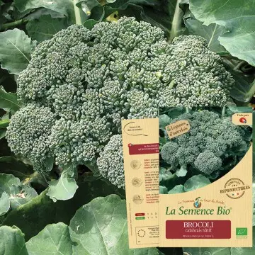 [SAC 090] Graine : Brocoli calabrais hâtif 
