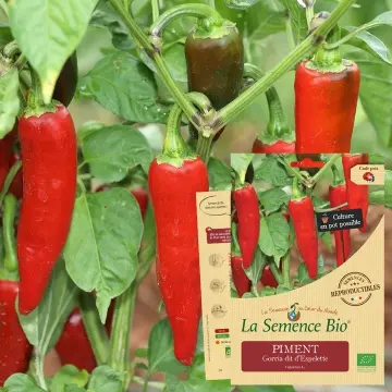 [SAC 355] Graine : PIMENT Gorria dit d'Espelette