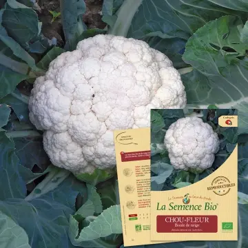 [SAC 374] Graine : Chou-fleur Boule de neige