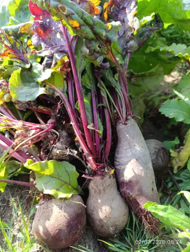 Betterave rouge et chioggia- 250gr : Lauradis