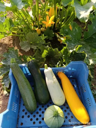 [25838] Courgette - 400gr : Lauradis