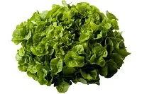 Salade - Feuille de chêne blonde