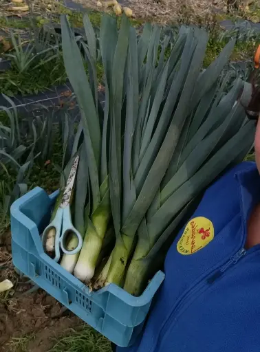 Poireau - 250gr lauradis