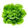Salade - Laitue 