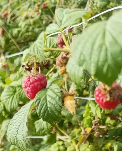 Framboise 125gr : Lauradis