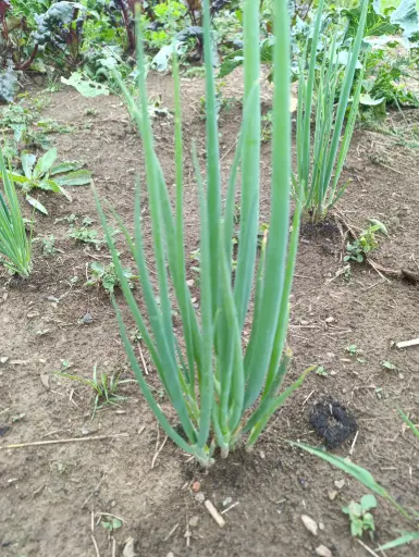 Oignon ciboule : botte : Lauradis
