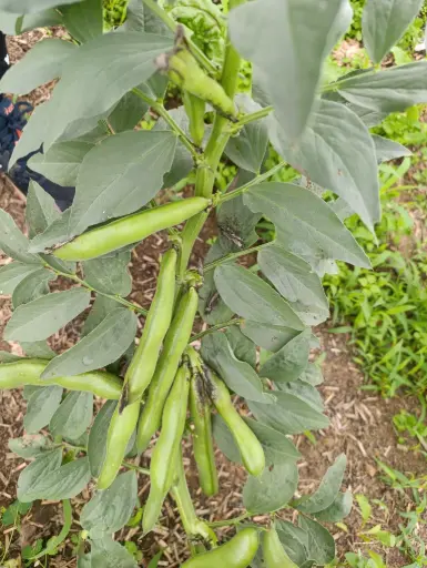 Fève des marais 500gr : Lauradis