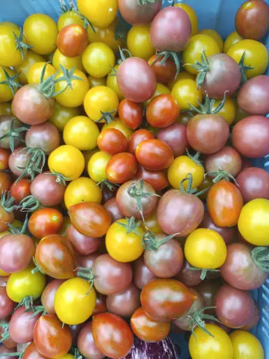 Tomate cerise - 250gr : Lauradis