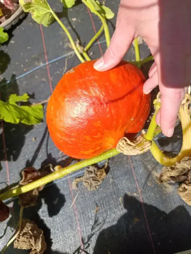 Potimarron : Lauradis