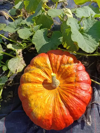 Potiron rouge vif d'étampes : 10kg : Lauradis