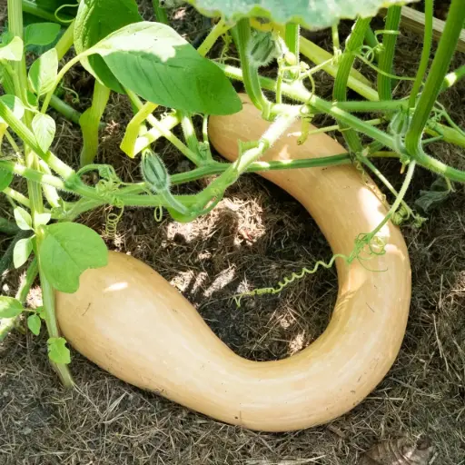 Courge Tromba d'Albenga : Lauradis 